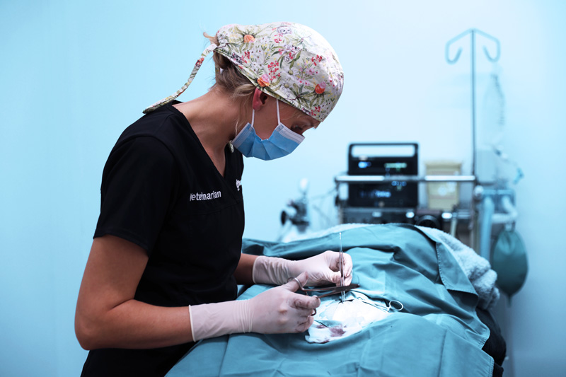 Veterinary surgeon in blue gown and colourful cap performing surgery at SuncoastVet