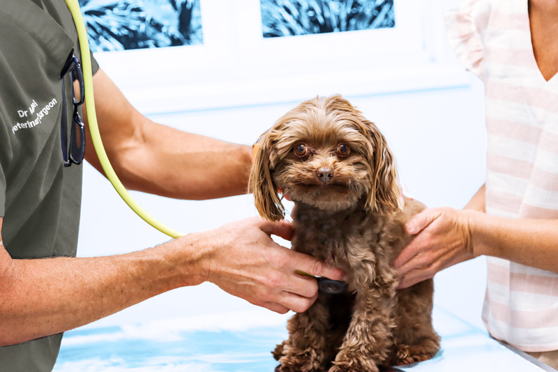 Veterinary surgeon examining a small brown cavoodle with pet owner present