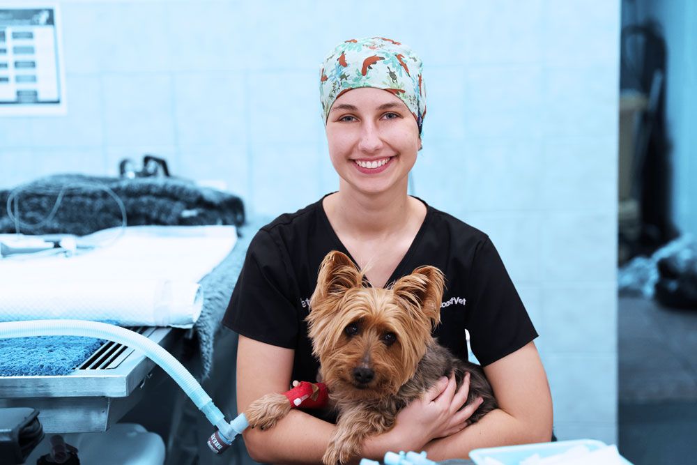 Female vet nurse in colourful surgical cap smiling with Yorkshire terrier in surgery room