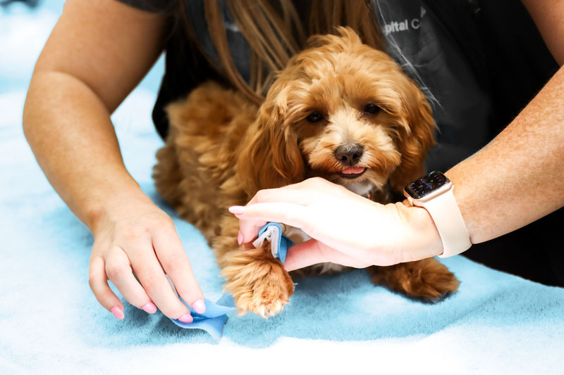 Veterinary nurse cleaning a dog’s paw on a table