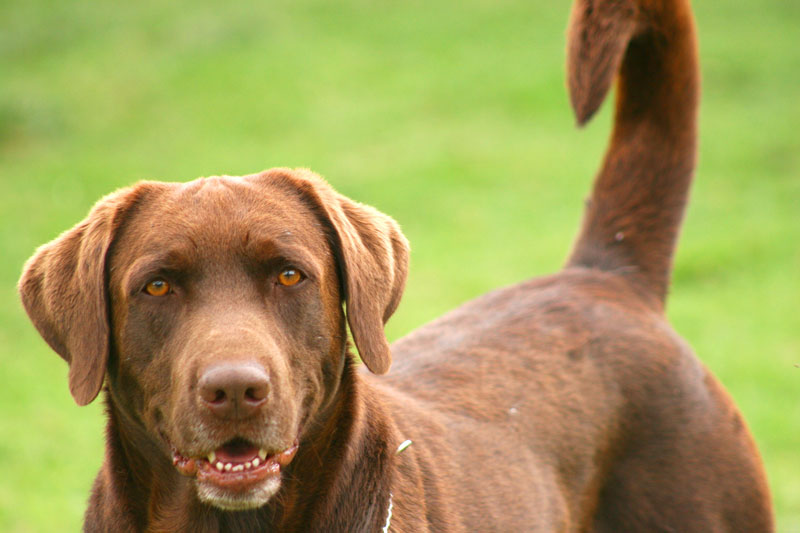 Brown dog looking forward outdoors