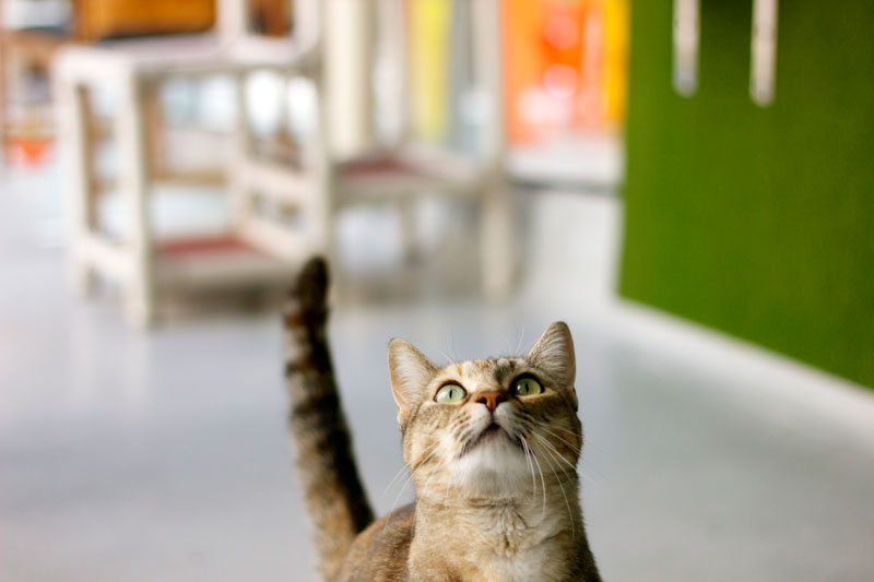 Cat looking upward indoors